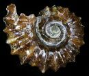 Polished, Agatized Douvilleiceras Ammonite - #29306-1